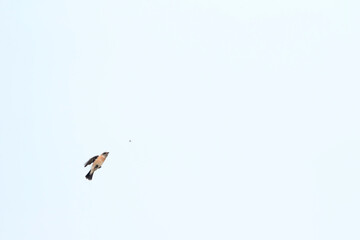 Siberian Stonechat, Saxicola maurus