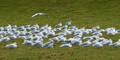 Black-headed Gull, Kokmeeuw, Larus ridibundus