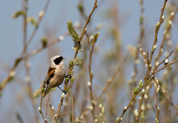 Buidelmees, Eurasian Penduline Tit, Remiz pendulines