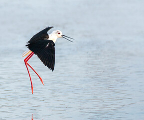 Obraz premium Black-winged Stilt, Himantopus himantopus