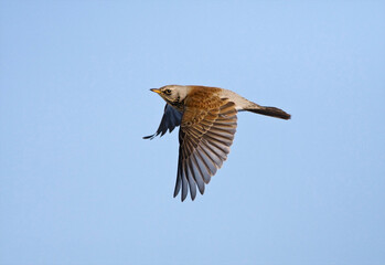 Kramsvogel, Fieldfare, Turdus pilaris