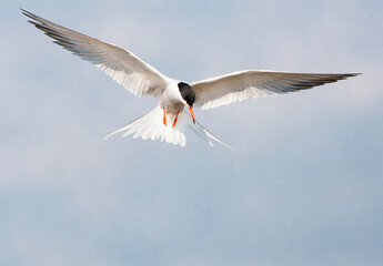 Common Tern, Sterna hirundo