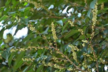 樹木・ヒサカキ（オカブ）　ツバキ科