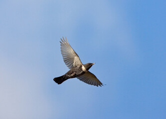 Ring Ouzel, Beflijster, Turdus torquatus