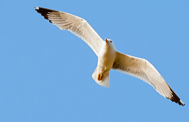 Yellow-legged Gull, Larus michahellis michahellis