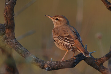 Eastern Rufous Scrub Robin, Oostelijke Rosse Waaierstaart, Cercotrichas galactotes syriaca