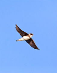 Oeverzwaluw, Sand Martin, Riparia riparia