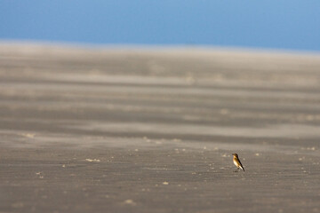 Tapuit, Nothern Wheatear, Oenanthe oenanthe