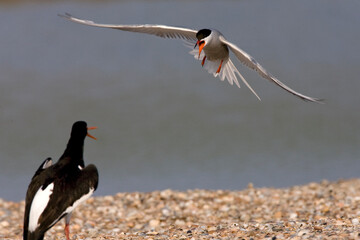 Visdief, Common Tern, Sterna hirundo