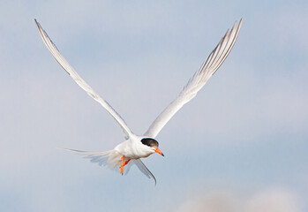 Common Tern, Sterna hirundo