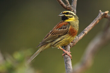 Cirlgors, Cirl Bunting, Emberiza cirlus