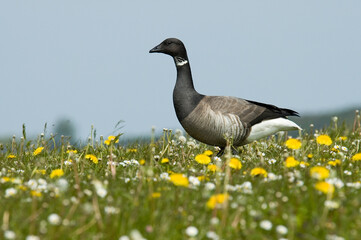 Dark-bellied Brent Goose, Rotgans, Branta bernicla