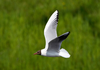 Kokmeeuw, Black-headed Gull, Chroicocephalus ridibundus