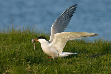 Visdief, Common Tern, Sterna hirundo