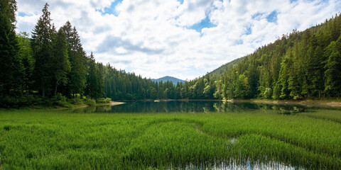 high altitude mountain lake among the forest. spruce trees on the shore. beautiful nature scenery on a sunny day.
