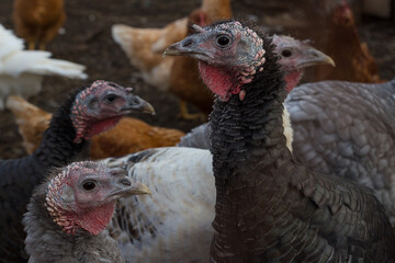 A herd of turkeys grazes in the pen. A herd of free-range domestic turkeys. Selective focus. Beautiful poultry close up
