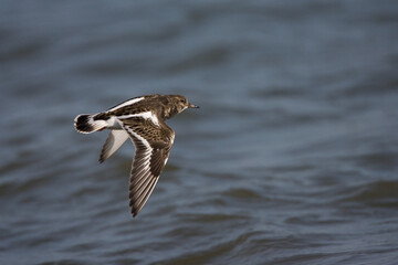 Ruddy Turnstone, Steenloper, Arenaria interpres