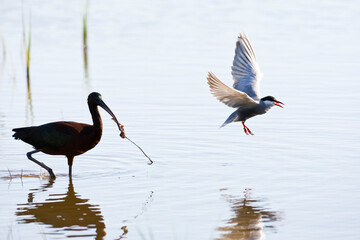 Witwangstern, Whiskered Tern, Chlidonias hybrida