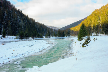 mountain river in wintertime. sunny carpathian landscape with spruce forest and snow covered shore. synevyr national park, ukraine