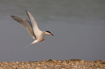 Common Tern, Visdief, Sterna hirundo