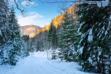 road through synevyr national park in winter. trees and path covered in snow. beautiful mountain landscape in afternoon