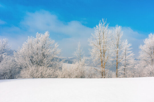 trees in hoarfrost on a snow covered meadow. wonderful wintertime scenery on the frosty morning in mountains. sunny weather with blue sky. true winter landscape