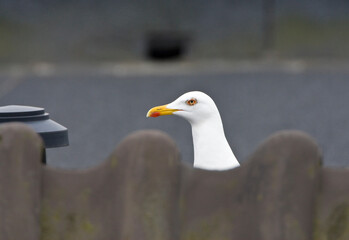 Kleine Mantelmeeuw, Lesser black-backed Gull, Larus fuscus