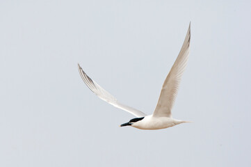 Grote stern, Sandwich Tern, Sterna sandvicensis