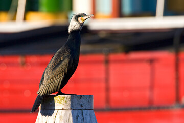 Aalscholver, Great Cormorant, Phalacrocorax carbo