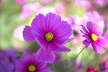 Obraz premium 斎王の町 明和町史跡斎宮跡に咲くコスモス