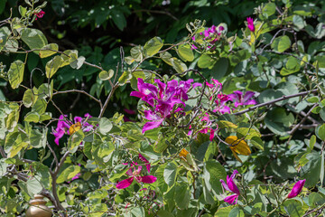 Beautiful purple flower name Purple Orchid Tree, butterfly tree, or Hawaiian orchid tree in the garden. Bauhinia purpurea flower in a garden.