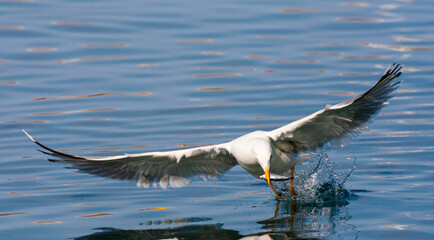 Yellow-legged Gull, Larus michahellis michahellis