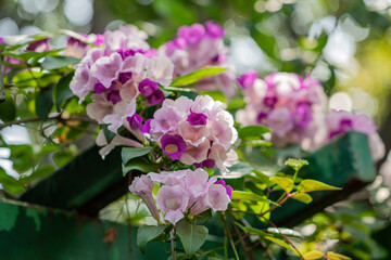 Beautiful Mansoa alliacea flower or Garlic vine flower in the garden.Purple and white flower.