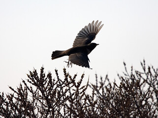 Ring Ouzel, Beflijster, Turdus torquatus