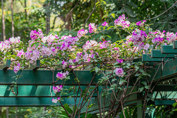 Fototapeta na wymiar Beautiful Mansoa alliacea flower or Garlic vine flower in the garden.Purple and white flower.