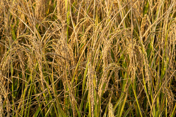 grass in the wind