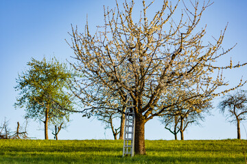 Fototapeta premium Ladder on a tree on a cherry tree plantation