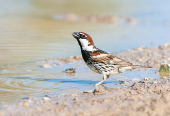 Spanish Sparrow, Passer hispaniolensis