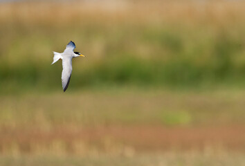 Dwergstern, Little Tern, Sternula albifrons