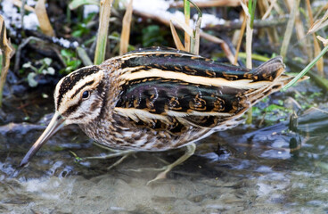 Jack Snipe, Bokje, Lymnocryptes minimus