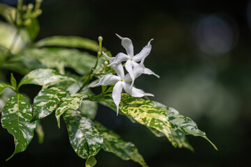 Selective focus Pinwheel Jasmine flower in the garden.Close up white flower and green leaves.(Tabernaemontana orientalis R.Br.)