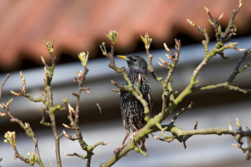 Spreeuw, Common Starling, Sturnus vulgaris