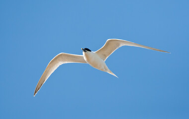 Grote stern, Sandwich Tern, Sterna sandvicensis