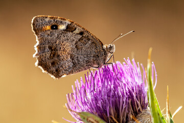 Butterfly on Thistle flower