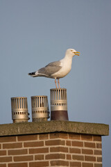 Zilvermeeuw, Herring Gull, Larus argentatus