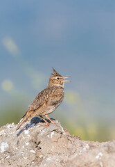Crested Lark, Galerida cristata
