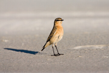 Tapuit, Northern Wheatear, Oenanthe oenanthe