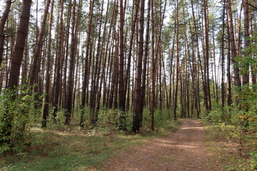 Obraz premium Forest road in nature reservation area