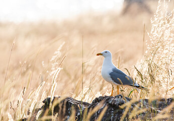 Yellow-legged Gull, Larus michahellis michahellis