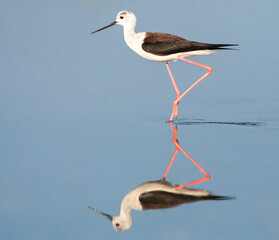 Black-winged Stilt, Himantopus himantopus